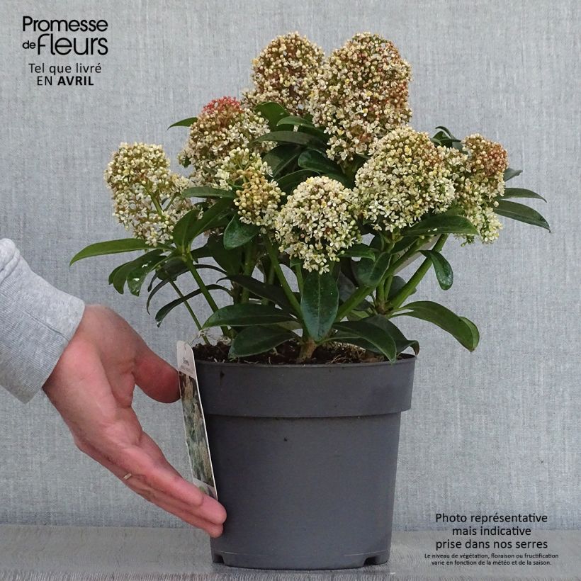 Spécimen de Skimmia japonica Fragrant Cloud tel que livré au printemps