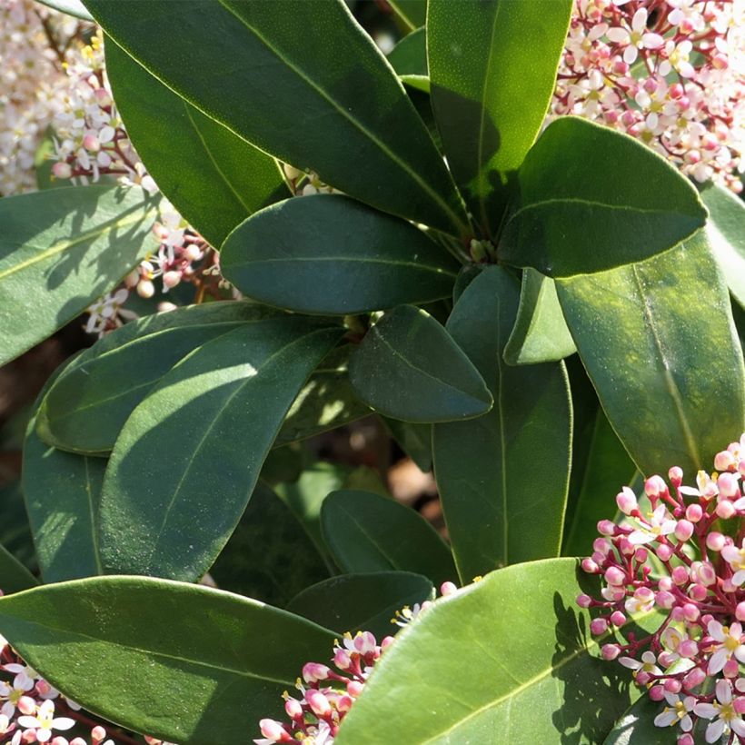 Skimmia japonica Godrie's Dwarf - Skimmia du Japon nain (Feuillage)