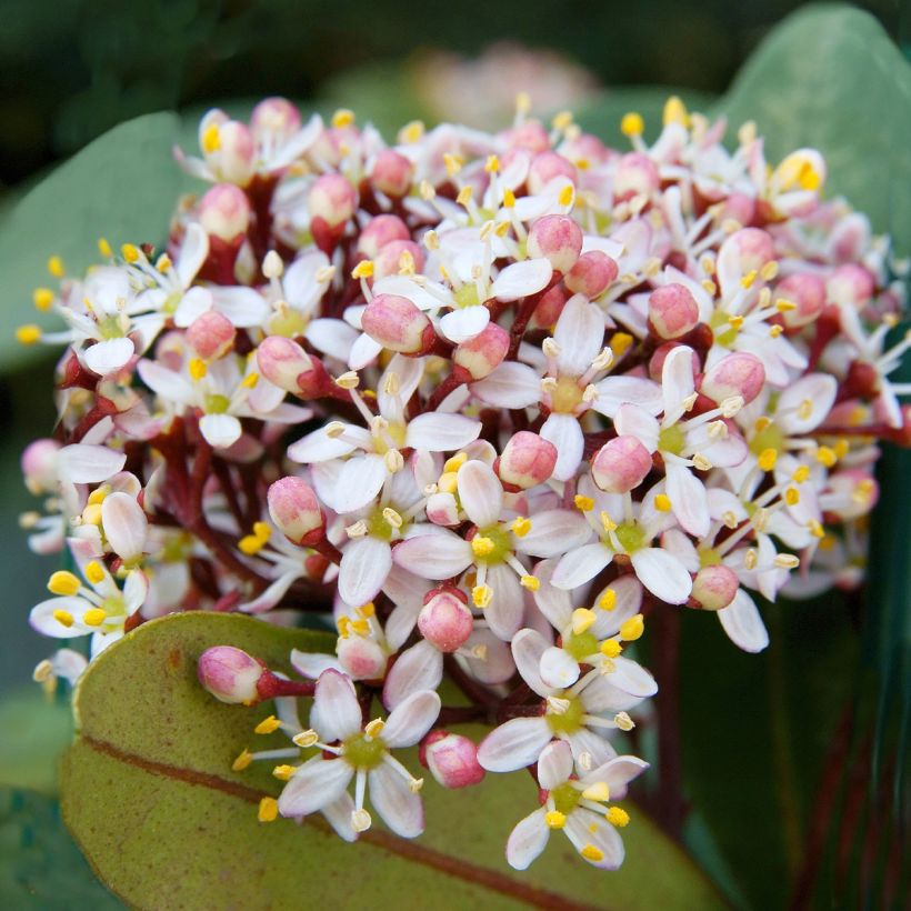 Skimmia japonica Godrie's Dwarf - Skimmia du Japon nain (Floraison)