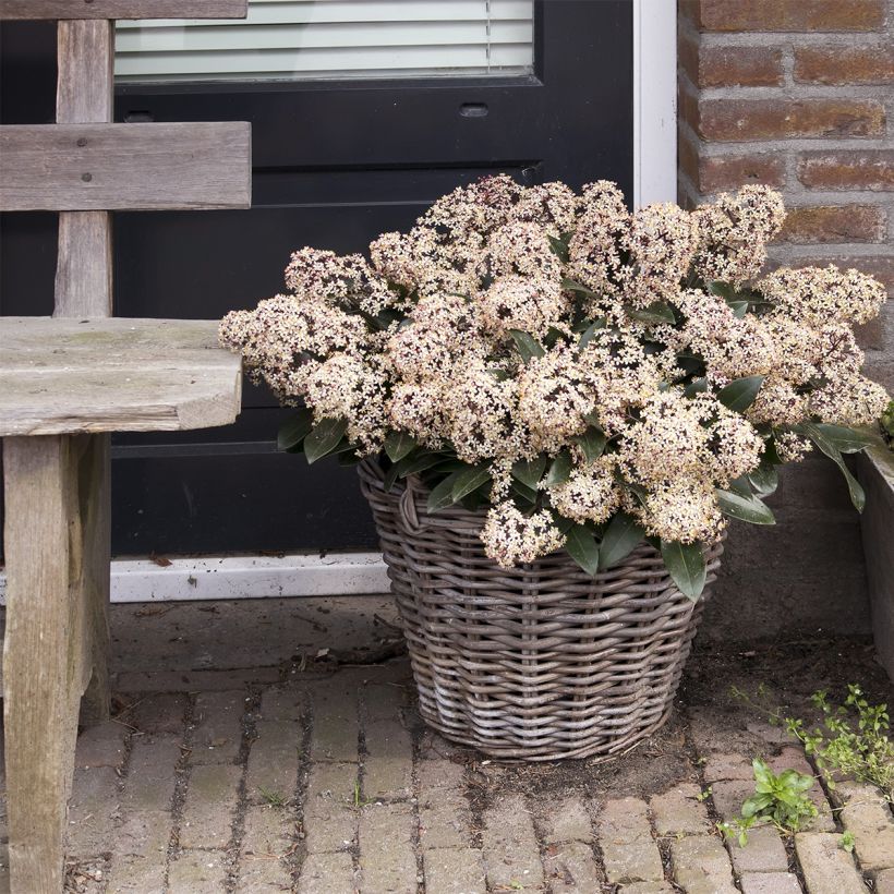 Skimmia japonica Godrie's Dwarf - Skimmia du Japon nain (Port)