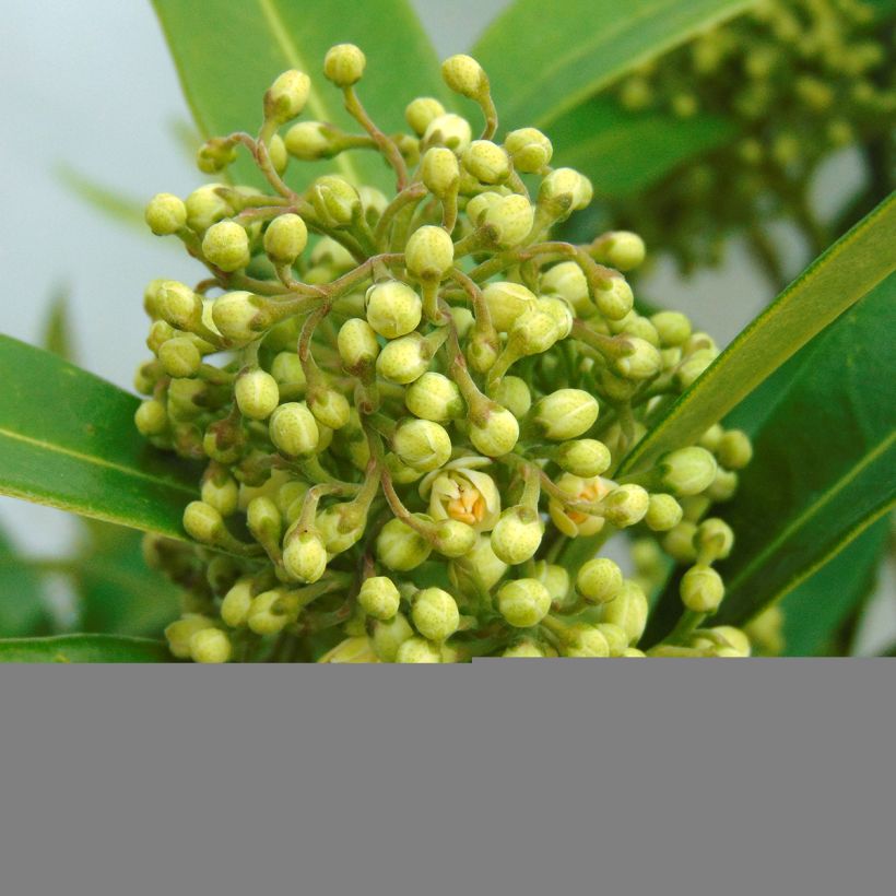 Skimmia japonica Kew Green (Floraison)