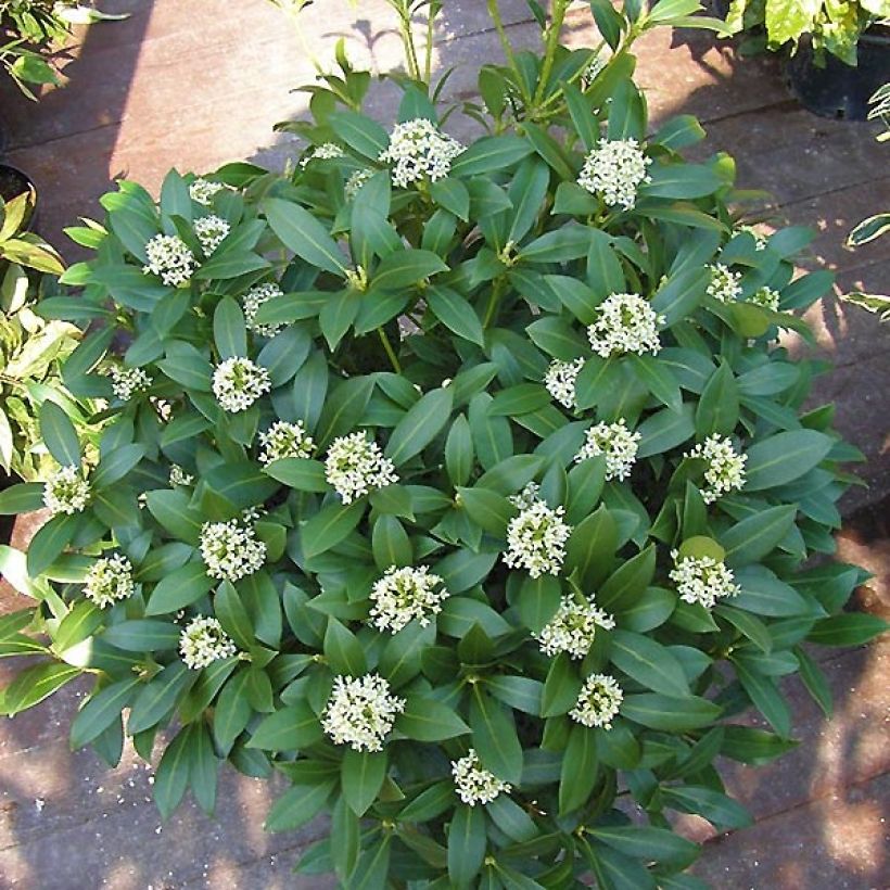 Skimmia japonica Kew White (Port)