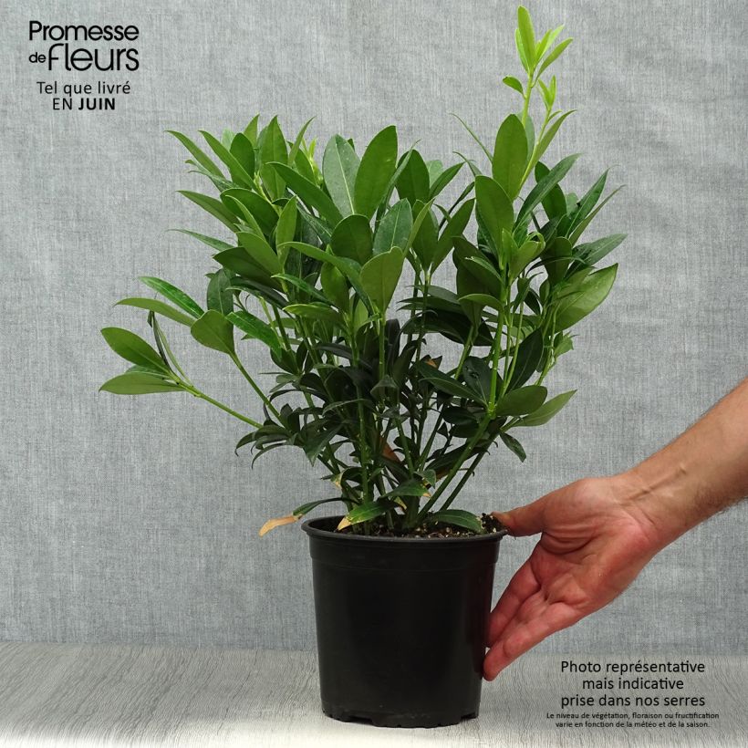 Spécimen de Skimmia japonica Kew White Pot de 2L/3L tel que livré en été