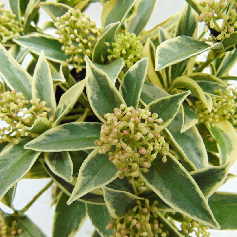 Skimmia japonica Magic Marlot (Feuillage)