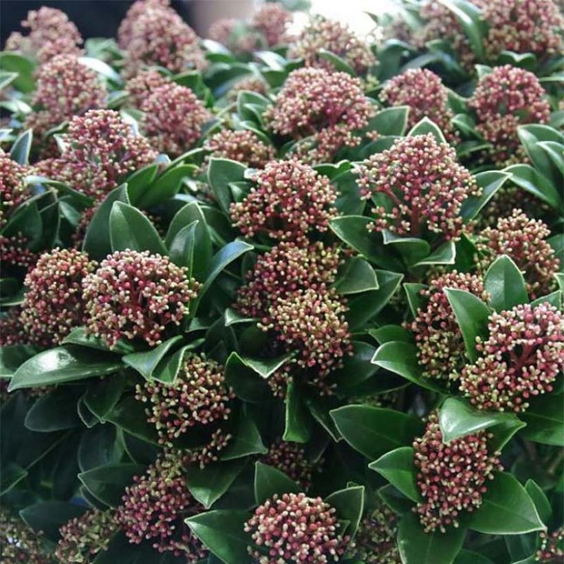 Skimmia japonica Pink Dwarf (Floraison)