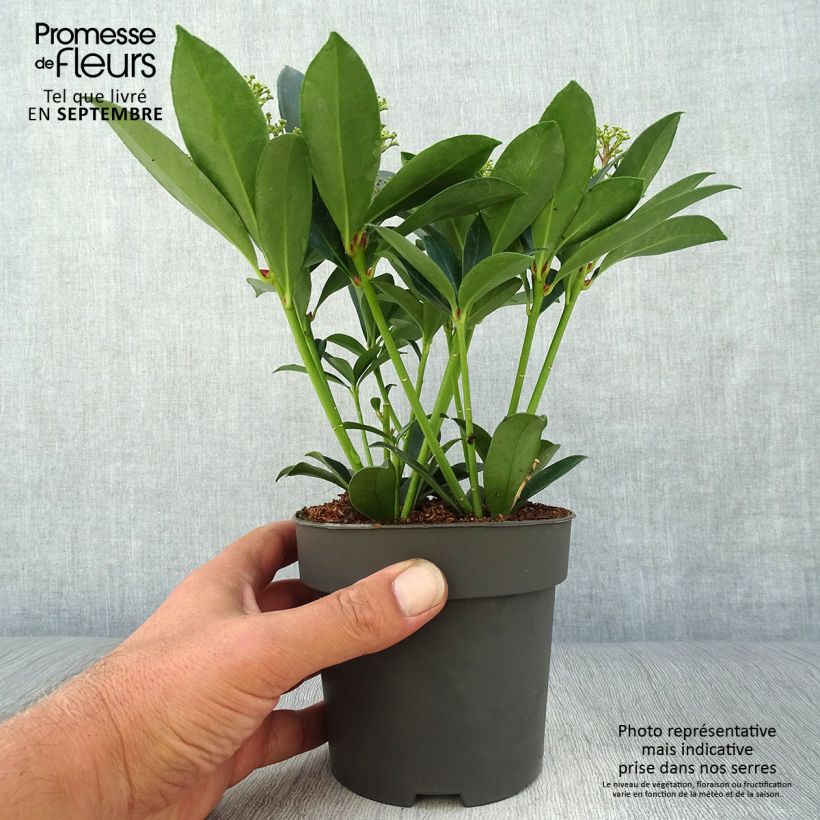 Spécimen de Skimmia japonica Pink Dwarf Pot de 1L/1,5L tel que livré en automne