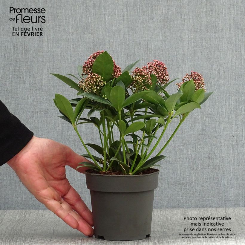 Spécimen de Skimmia japonica Pink Dwarf tel que livré en hiver