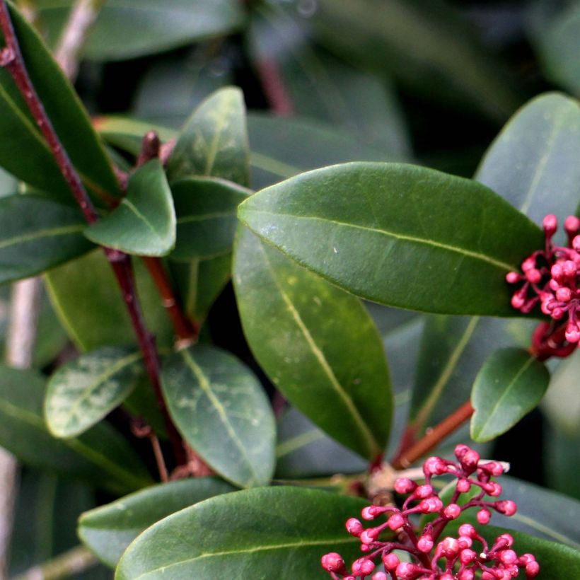 Skimmia japonica Rubella (Feuillage)