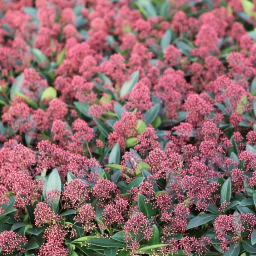 Skimmia japonica Rubella (Floraison)