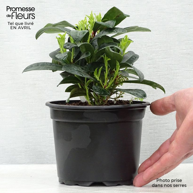 Spécimen de Skimmia japonica Rubella Pot de 13 cm tel que livré au printemps