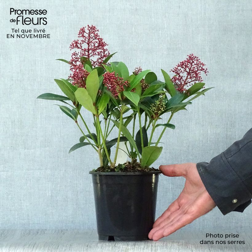 Spécimen de Skimmia japonica Rubella tel que livré en automne