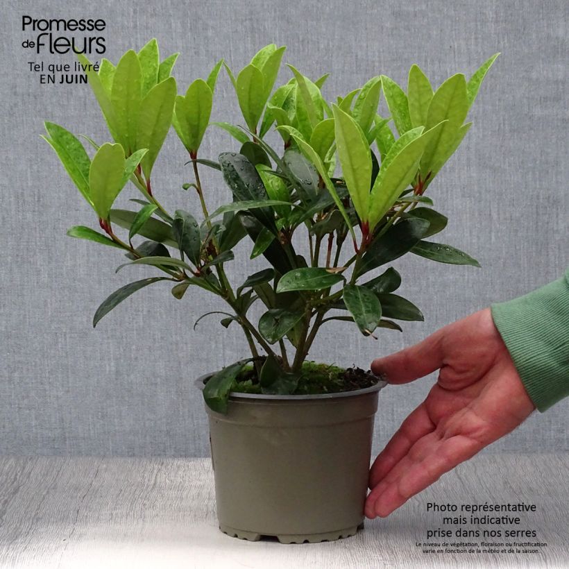 Spécimen de Skimmia japonica Rubella Pot de 12 cm / 13 cm tel que livré en été