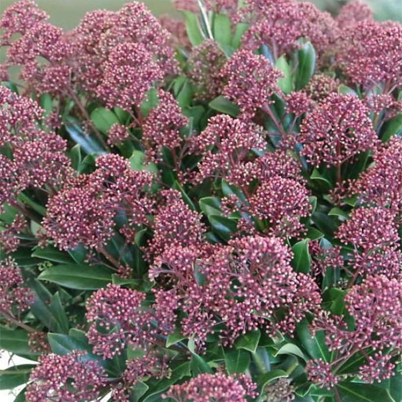 Skimmia japonica Rubesta (Floraison)