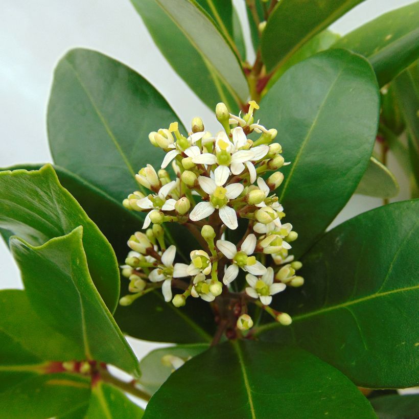 Skimmia japonica Veitchii (Floraison)