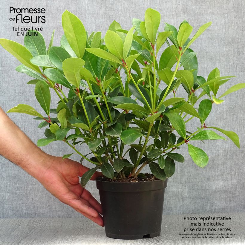 Spécimen de Skimmia japonica Veitchii Pot de 2L/3L tel que livré en été