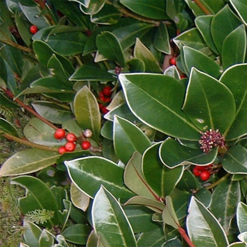 Skimmia reevesiana (Feuillage)