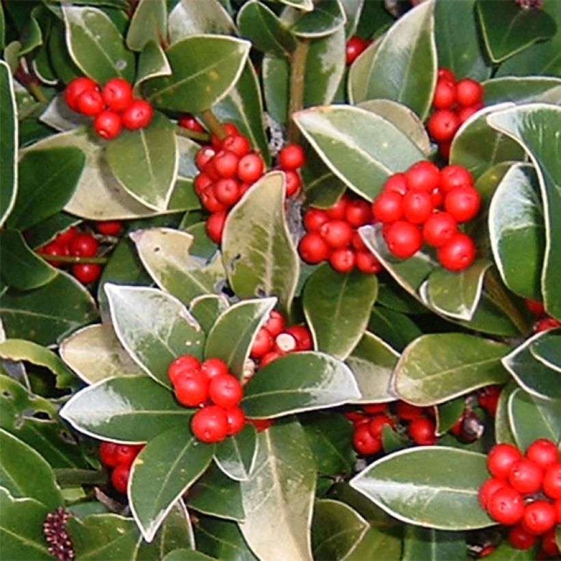 Skimmia reevesiana (Floraison)