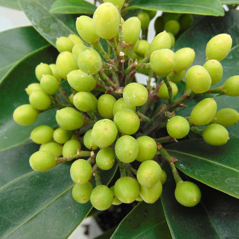 Skimmia reevesiana (Récolte)