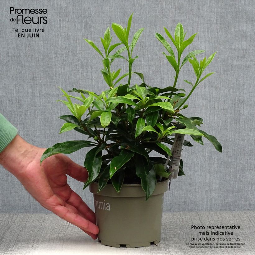 Spécimen de Skimmia reevesiana Pot de 1L/1,5L tel que livré en été