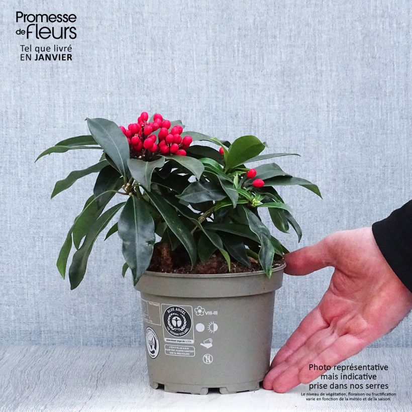Spécimen de Skimmia reevesiana tel que livré en hiver