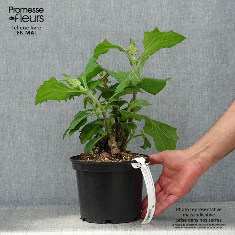 Spécimen de Smallanthus sonchifolius Red Yacon - Poire de terre - Pot de 3L/4L tel que livré au printemps