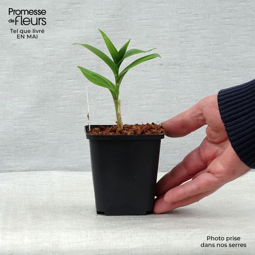 Spécimen de Smilacina racemosa Godet de 9cm tel que livré au printemps