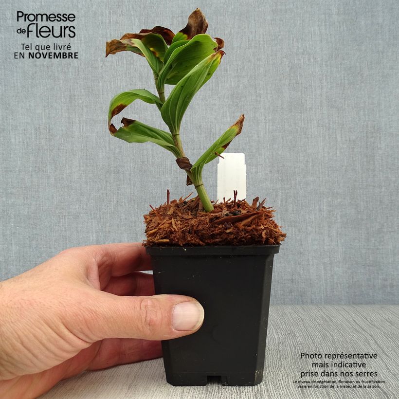 Spécimen de Smilacina racemosa Godet de 8/9 cm tel que livré en automne