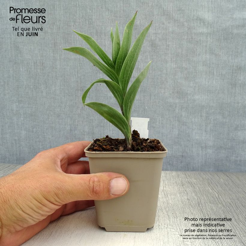 Spécimen de Smilacina racemosa Godet de 8/9 cm tel que livré en été