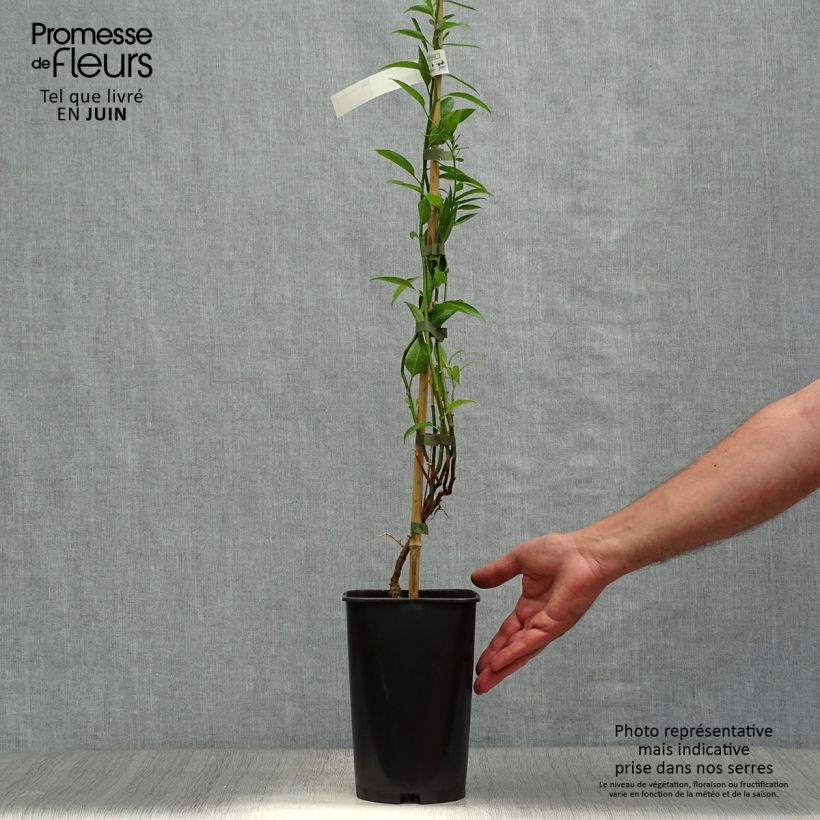 Spécimen de Solanum crispum Glasnevin Pot de 2L/3L tel que livré en été