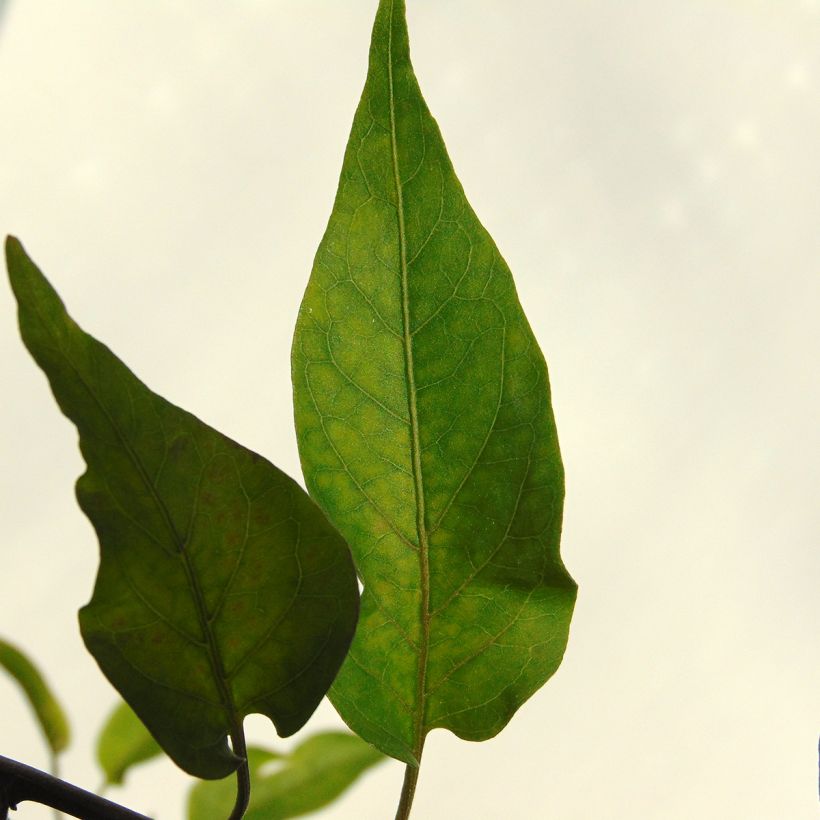 Solanum jasminoides Album (Feuillage)