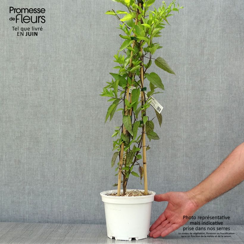 Spécimen de Solanum jasminoides Album Pot de 2L/3L tel que livré en été