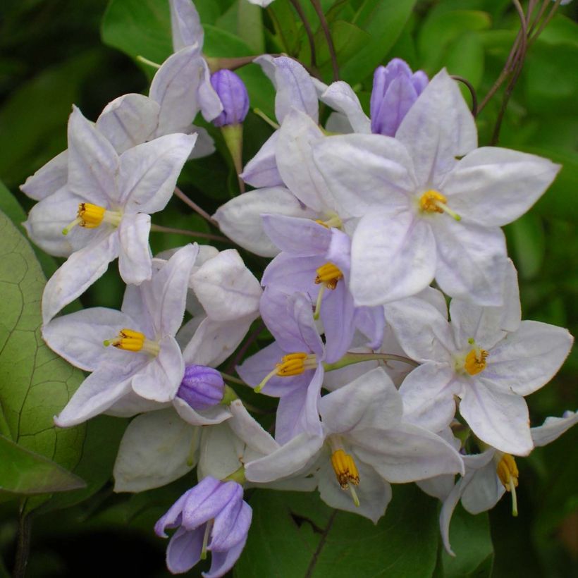 Solanum jasminoides Bleu - Morelle faux-jasmin (Floraison)