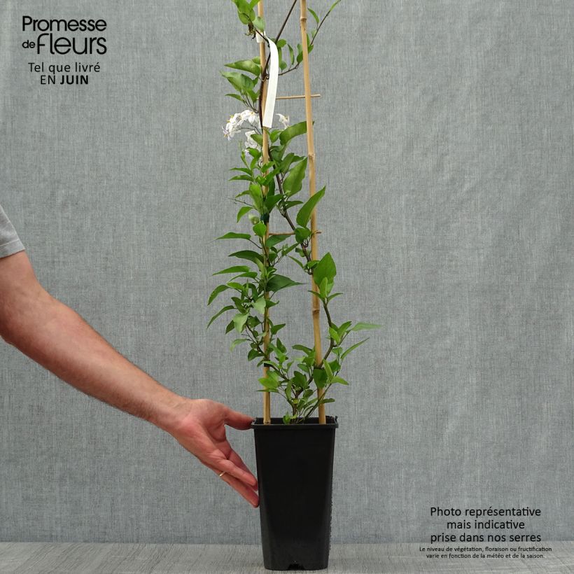 Spécimen de Solanum jasminoides - Morelle faux jasmin Pot de 2L/3L tel que livré en été