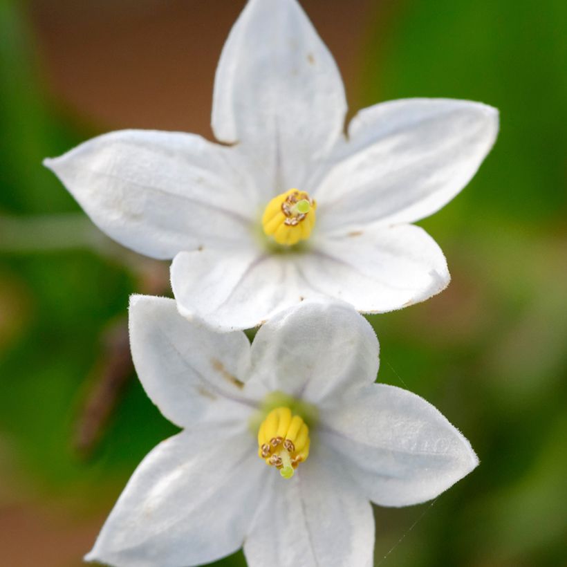 Solanum jasminoides - Morelle faux jasmin (Floraison)
