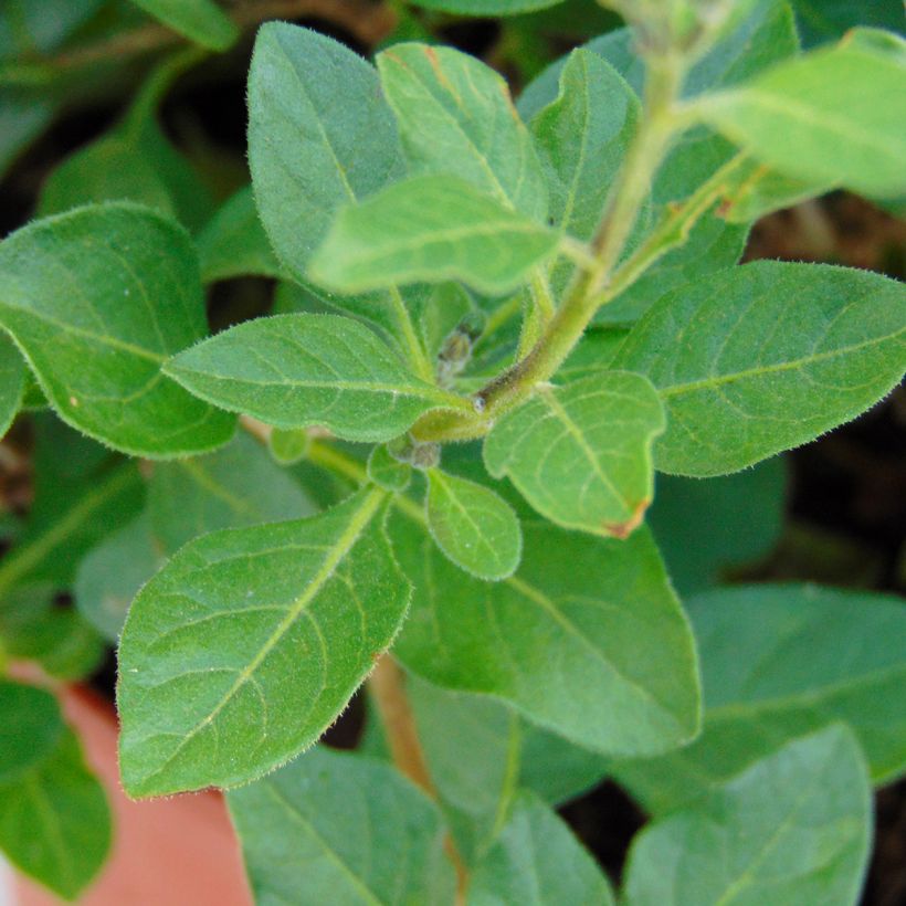 Solanum rantonnetii - Gentiane en Arbre (Feuillage)