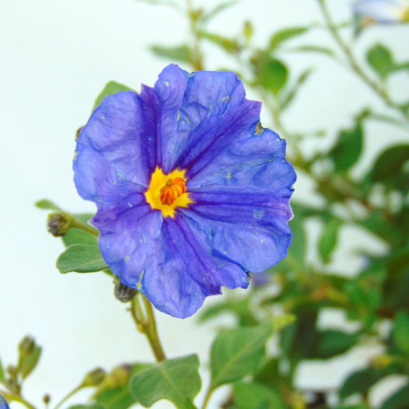 Solanum rantonnetii - Gentiane en Arbre (Floraison)