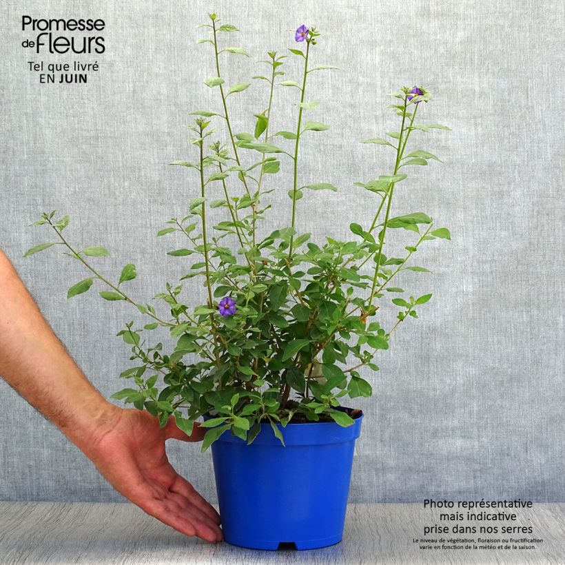 Spécimen de Solanum rantonnetii - Gentiane en Arbre Pot de 3L/4L tel que livré en été