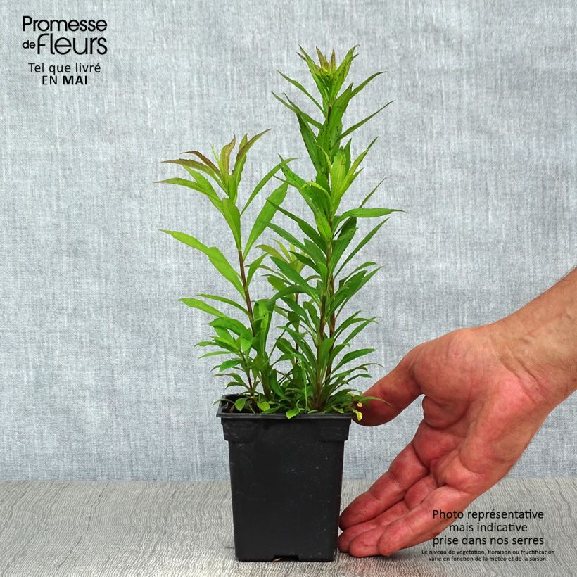 Spécimen de Solidago Gold King - Verge d'or Godet de 9cm tel que livré au printemps