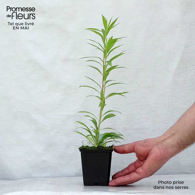 Spécimen de Solidago Golden Mosa - Verge d'or Godet de 9cm tel que livré au printemps