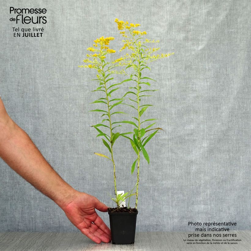 Spécimen de Solidago Golden Mosa - Verge d'or Godet de 8/9 cm tel que livré en été