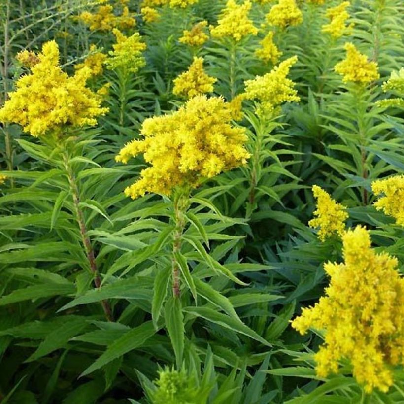 Solidago Spatgold - Verge d'or Spatgold (Port)