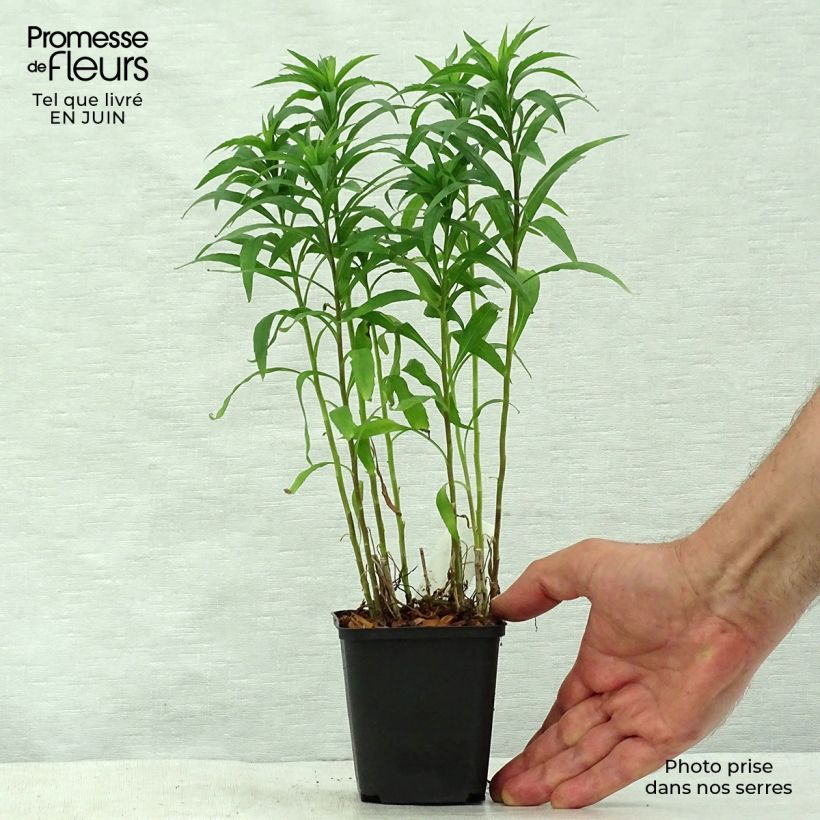 Spécimen de Solidago Spatgold - Verge d'or Spatgold Godet de 8/9 cm tel que livré en été