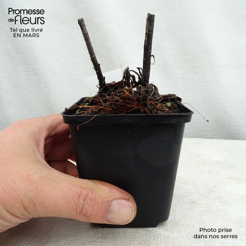 Spécimen de Solidago Spatgold - Verge d'or Spatgold Godet de 9cm tel que livré au printemps