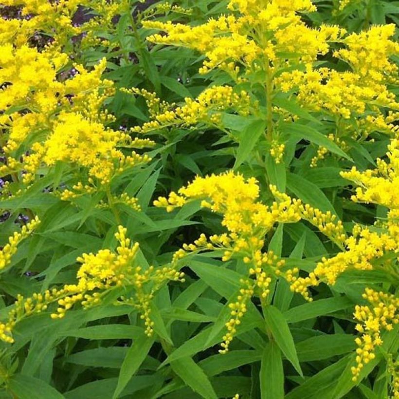 Solidago Strahlenkrone - Verge d'or Strahlenkrone (Feuillage)