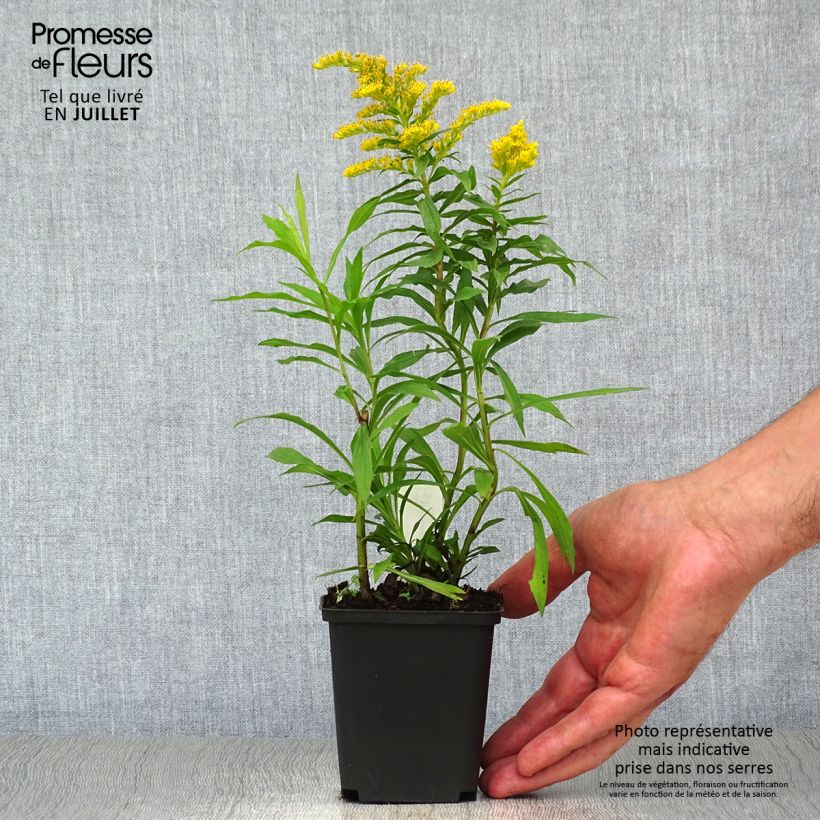 Spécimen de Solidago Strahlenkrone - Verge d'or Strahlenkrone Godet de 8/9 cm tel que livré en été