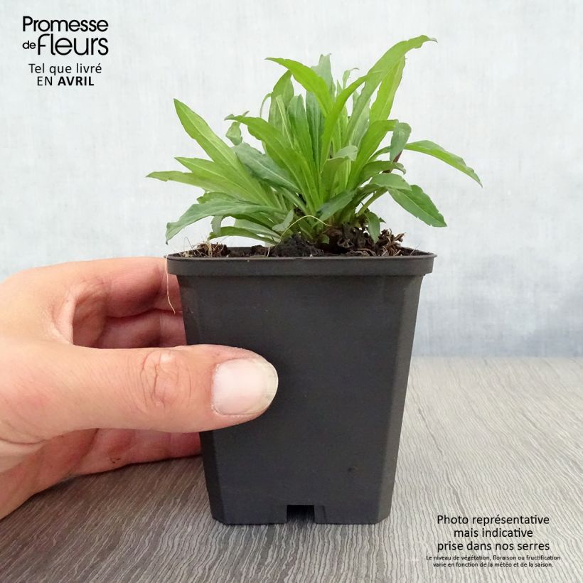 Spécimen de Solidago Strahlenkrone - Verge d'or Strahlenkrone Godet de 9cm tel que livré au printemps