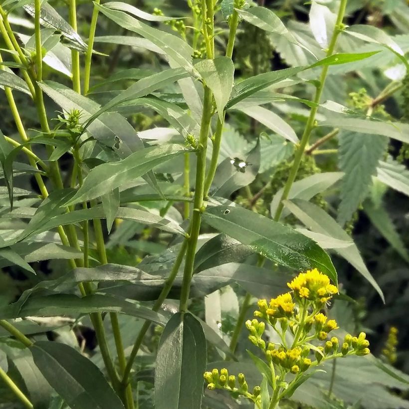 Verge d'or du Canada - Solidago canadensis (Feuillage)