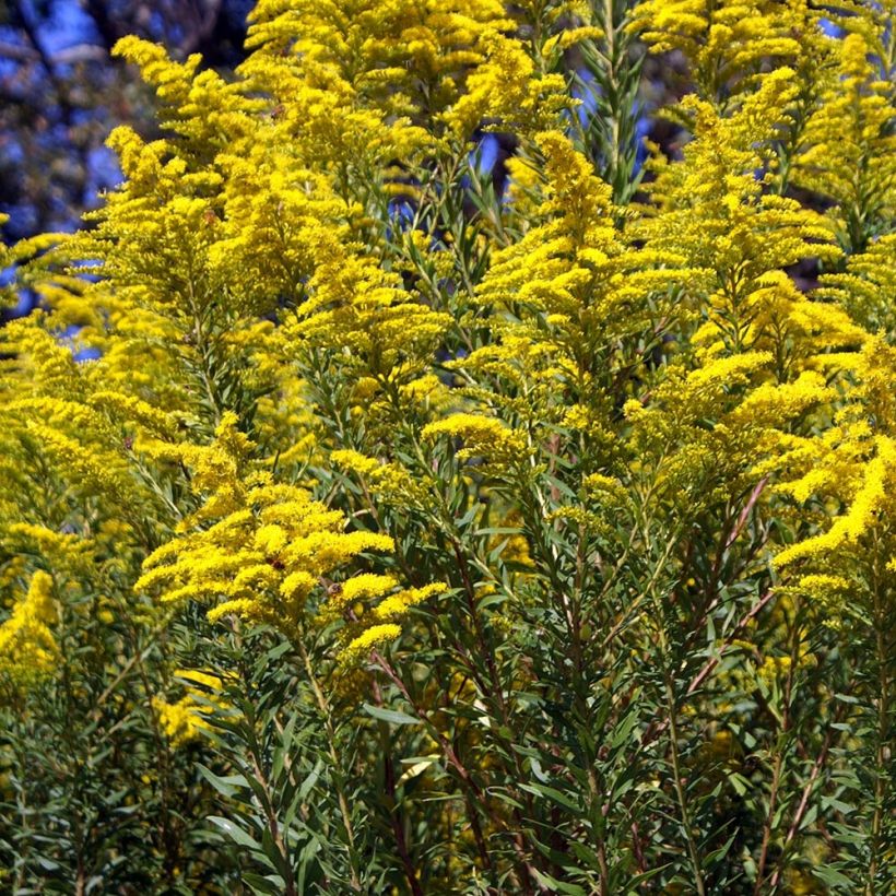 Verge d'or du Canada - Solidago canadensis (Port)