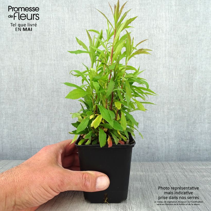 Spécimen de Solidago canadensis Golden Baby - Verge d'or du Canada Godet de 8/9 cm tel que livré au printemps