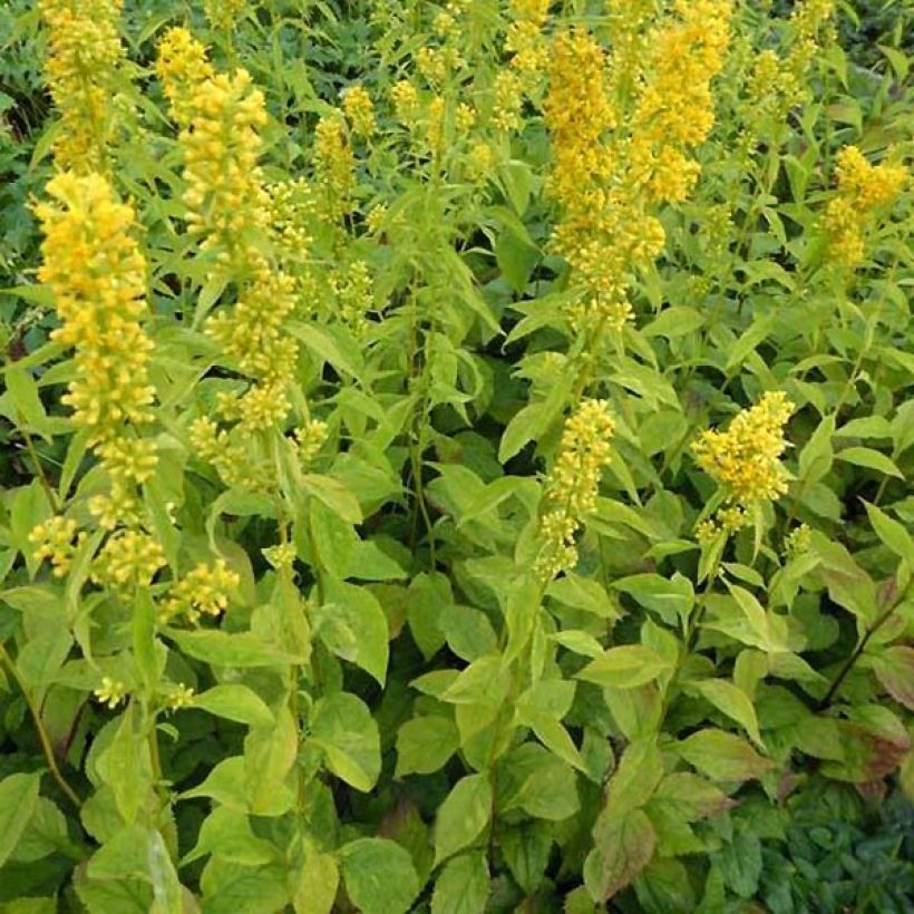 Solidago flexicaulis Variegata - Verge d'or Variegata  (Port)